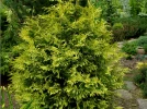 Thuya g�ant, Thuja plicata