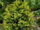 Thuya gant, Thuja plicata