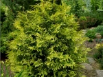 Thuja plicata 'Zebrina Extra Gold'