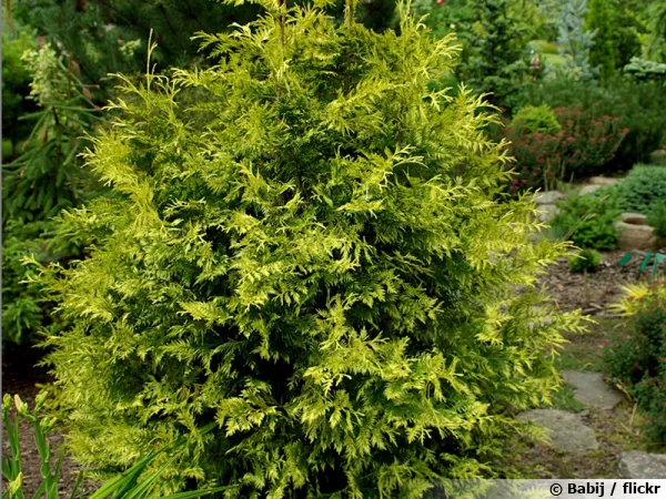 Thuja plicata 'Zebrina Extra Gold'