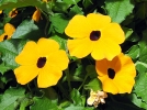 Adopter des plantes grimpantes annuelles au mois de mai !
