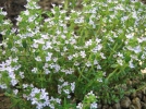 Thym, Thymus