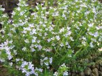 Fleur de thym, Thymus vulgaris Fleur de thym, Thymus vulgaris
