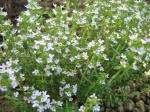 Fleur de thym, Thymus vulgaris