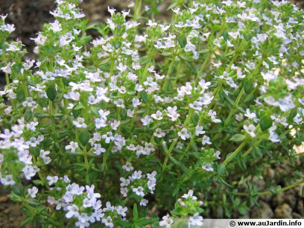 Les bienfaits du Thym, ici un thym en fleurs