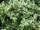 Thym hirsute, Thymus hirsutus