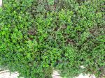 Serpolet, Thym-serpolet, Thymus serpyllum Serpolet, Thym-serpolet, Thymus serpyllum