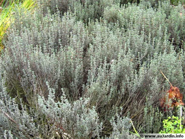Le thym, un ingrédient principal des herbes de Provence