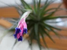 Fille de l'air, Tillandsia aeranthos