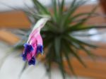 Une Tillandsia aeranthos suspendue dans une véranda fleurissant en février Une Tillandsia aeranthos suspendue dans une véranda fleurissant en février