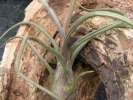 Tillandsia de Bailey, Fille de l'air, Tillandsia baileyi