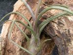 Tillandsia de Bailey, Fille de l'air, Tillandsia baileyi Tillandsia de Bailey, Fille de l'air, Tillandsia baileyi
