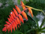 Fille de l'air, Tillandsia dyeriana Fille de l'air, Tillandsia dyeriana