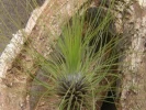 Tillandsie � feuilles filiformes, Fille de l'air filiforme, Tillandsia filifolia