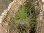 Tillandsie à feuilles filiformes, Fille de l'air filiforme, Tillandsia filifolia