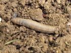 La larve de tipule, un ravageur des pelouses