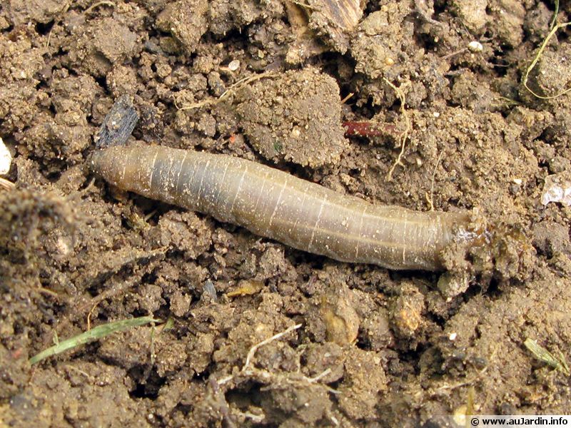 Larve de tipule, Tipula symptômes et traitements — free download
