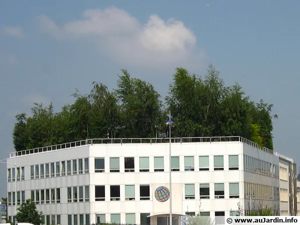 Toit arboré à Nanterre au rond-point de la boule