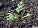 Comment semer les tomates ?