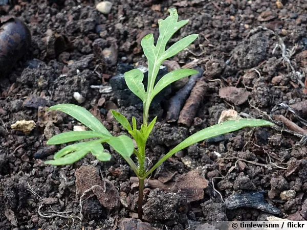 Un jeune pied de tomate