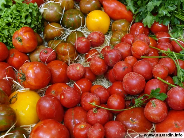 Tomates anciennes... pour retrouver le goût !