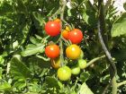 Des tomates sans maladies