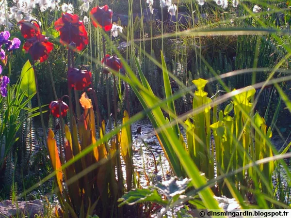 Une tourbière à plantes carnivores dans mon bassin