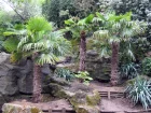 Palmier chanvre, Palmier de Chine, Palmier moulin, Trachycarpus fortunei
