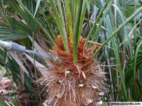 Traitement d'un palmier attaqué par des larves du charançon rouge du palmier