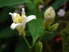Lis des crapauds, Amthyste, Tricyrtis amthyste, Tricyrtis lasiocarpa