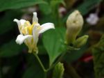 Lis des crapauds, Améthyste, Tricyrtis lasiocarpa 'Alba', une variété aux fleurs blanches