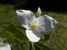 Trille blanc, Trille � grande fleur, Trillium grandiflorum