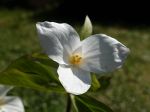Trille blanc, Trille à grande fleur, Trillium grandiflorum