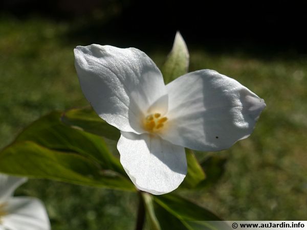 Trille blanc, Trille à grande fleur, Trillium grandiflorum : planter,  cultiver, multiplier