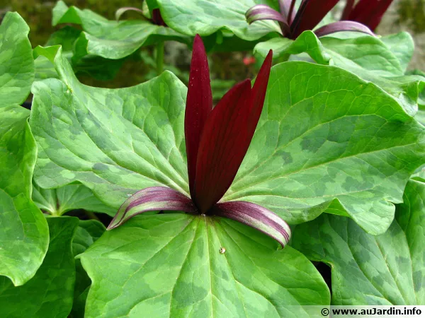 Trillium géant pourpre, Trille géant pourpre, Trillium kurabayashii