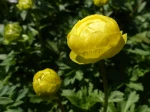Boule d'or, Trolle d'Europe, Trolle des montagnes, Trollius europaeus