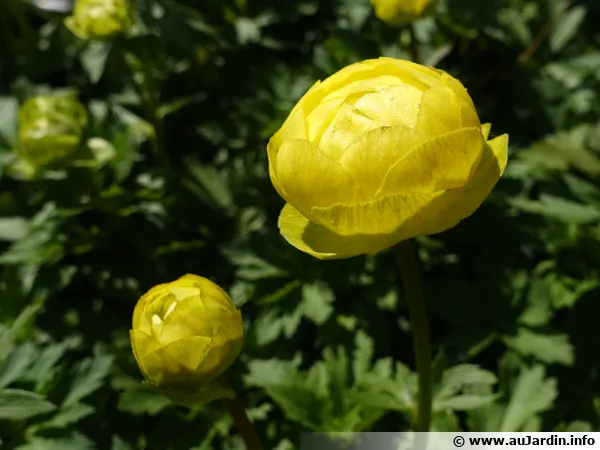 Boule d'or, Trolle d'Europe, Trolle des montagnes, Trollius europaeus