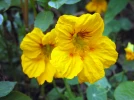 Capucine des jardins, Grande capucine, Tropaeolum majus