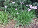 Ail violet dAfrique du sud, Tulbaghie violette, Tulbaghia violacea