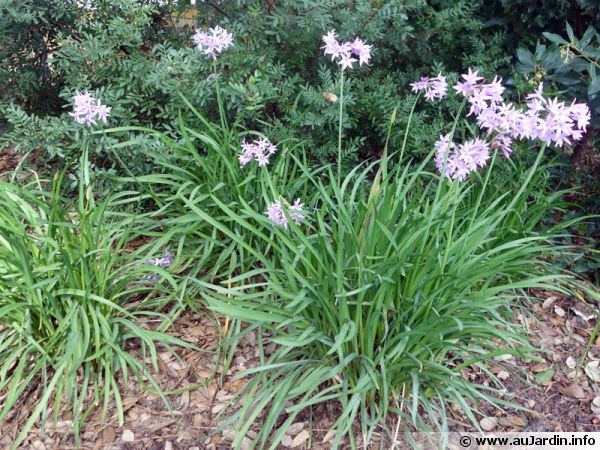Ail violet d'Afrique du sud, Tulbaghie violette, Tulbaghia violacea :  planter, cultiver, multiplier