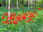 Tulipes avec fleurs de lys en sous-bois Tulipes avec fleurs de lys en sous-bois