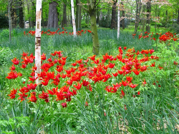 Bulbes et rhizomes