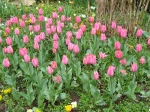 Tulipes ordinaires roses