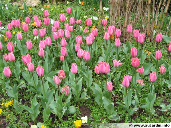 Massifs de tulipes roses dans un parc
