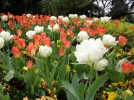 Comment r�ussir son jardin de tulipes ?