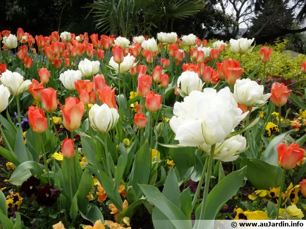 Des tulipes pour réussir le printemps au jardin