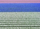 La Hollande, le pays des fleurs