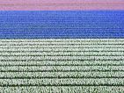 Hollande, champ de bulbes en fleurs Hollande, champ de bulbes en fleurs