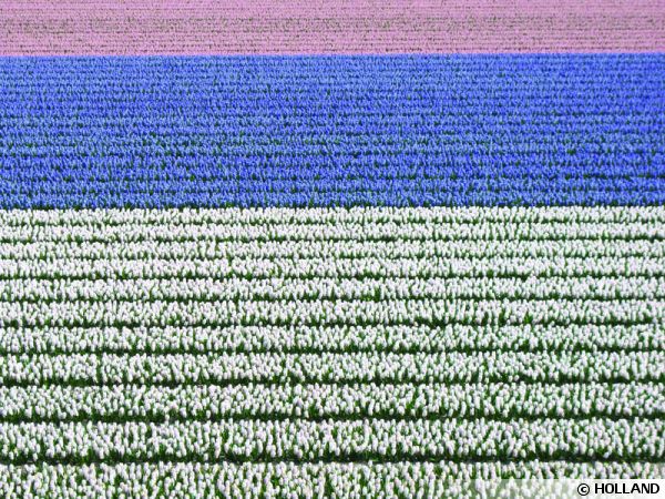 Champs de tulipes en Hollande