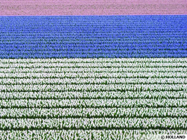 Champs de tulipes en Hollande